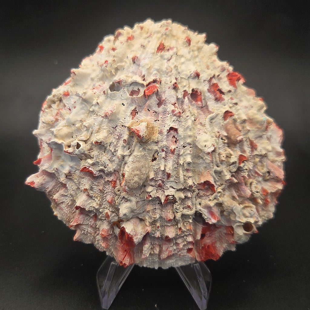 Red Spiny Oyster Shell — natural specimen