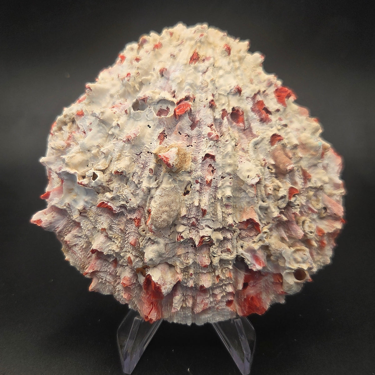Red Spiny Oyster Shell — natural specimen