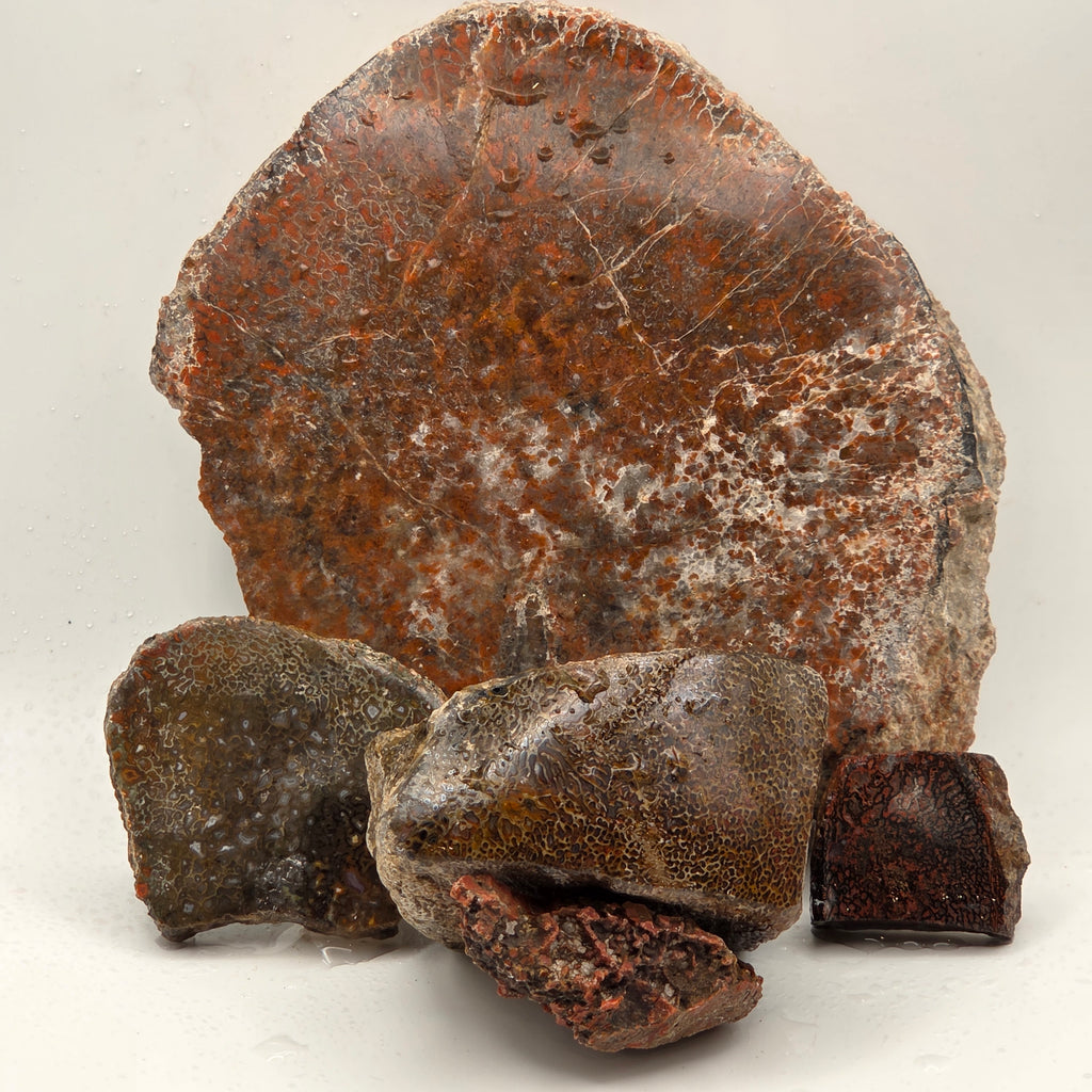 Gem Bone Lapidary Rough (Sold by the Pound) — lapidary rough