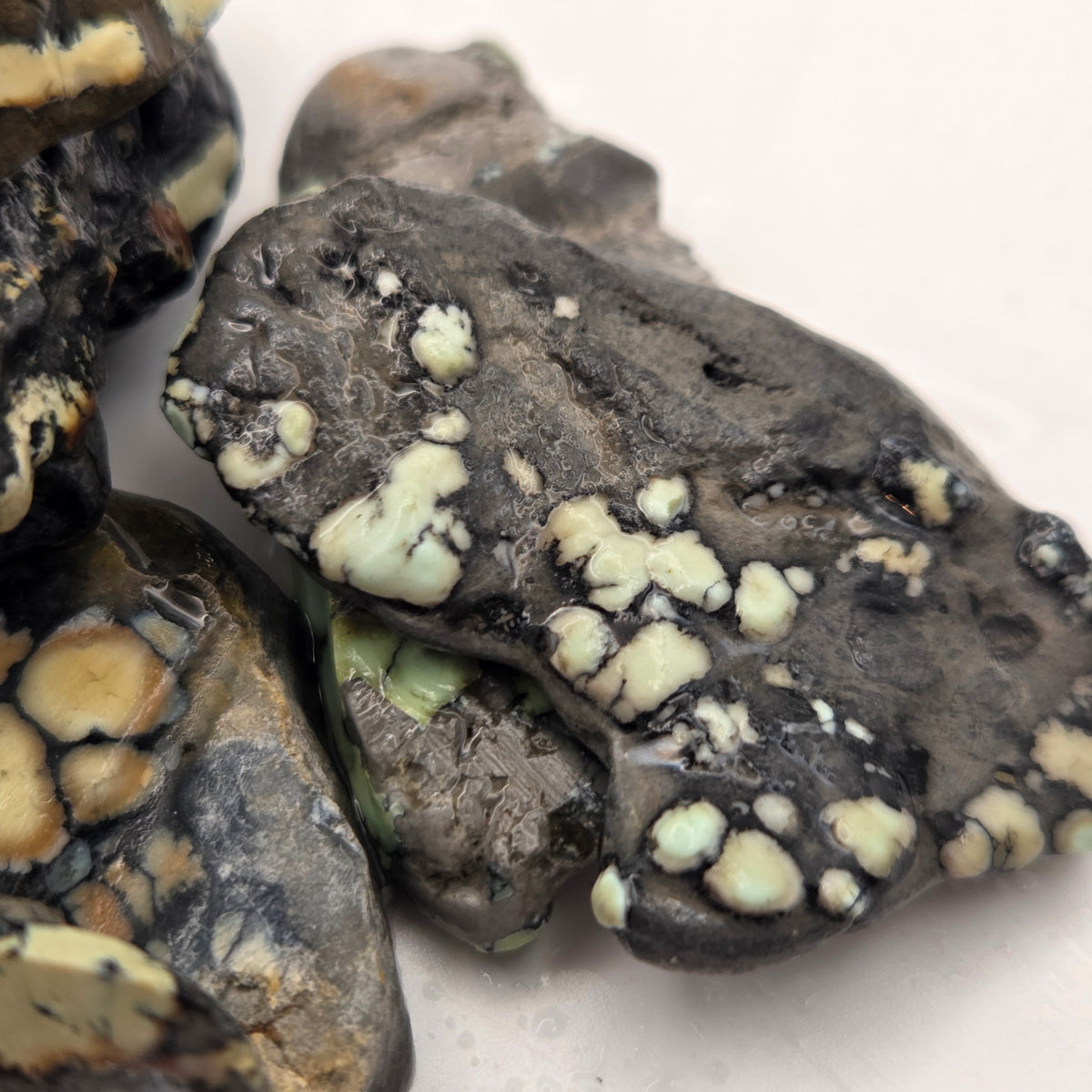 Detail of Nautilus Variscite Lapidary Rough
