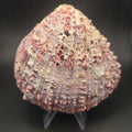 Purple Spiny Oyster Shell — natural specimen