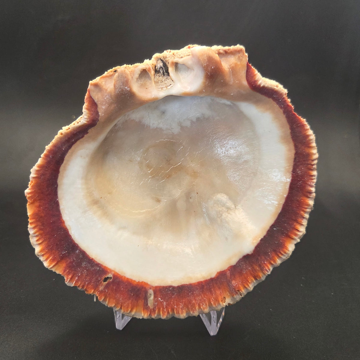 Close-up of Orange Spiny Oyster Shell