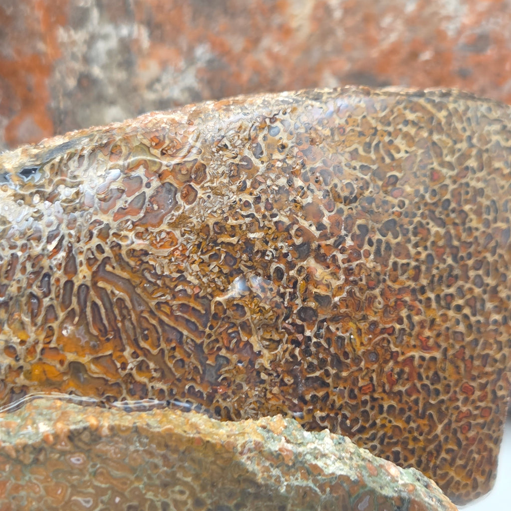 Alternate view of Gem Bone Lapidary Rough