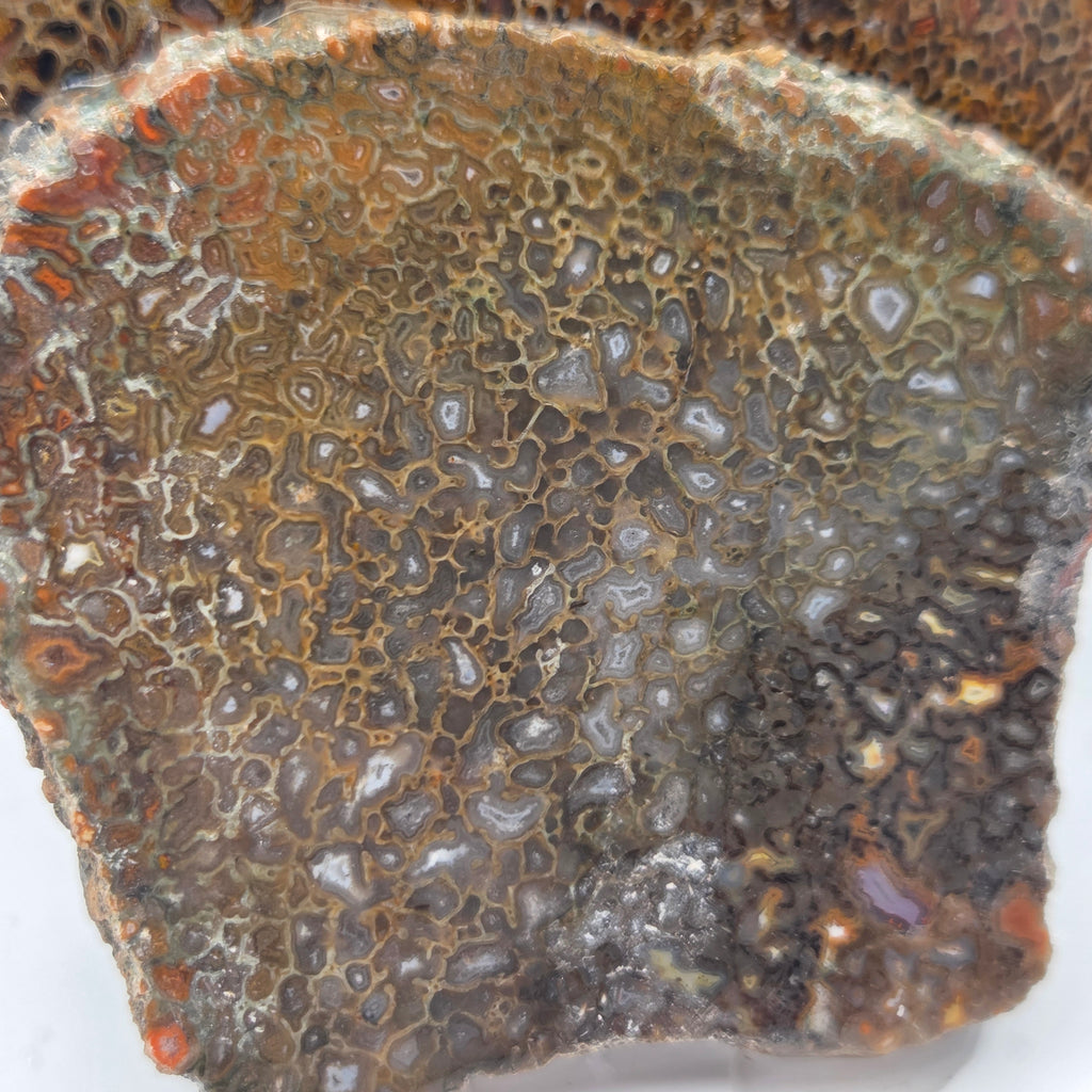 Gem Bone Lapidary Rough, additional view