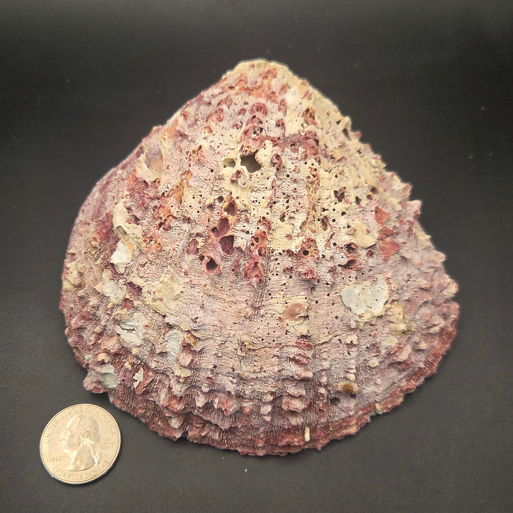 Alternate view of Purple Spiny Oyster Shell