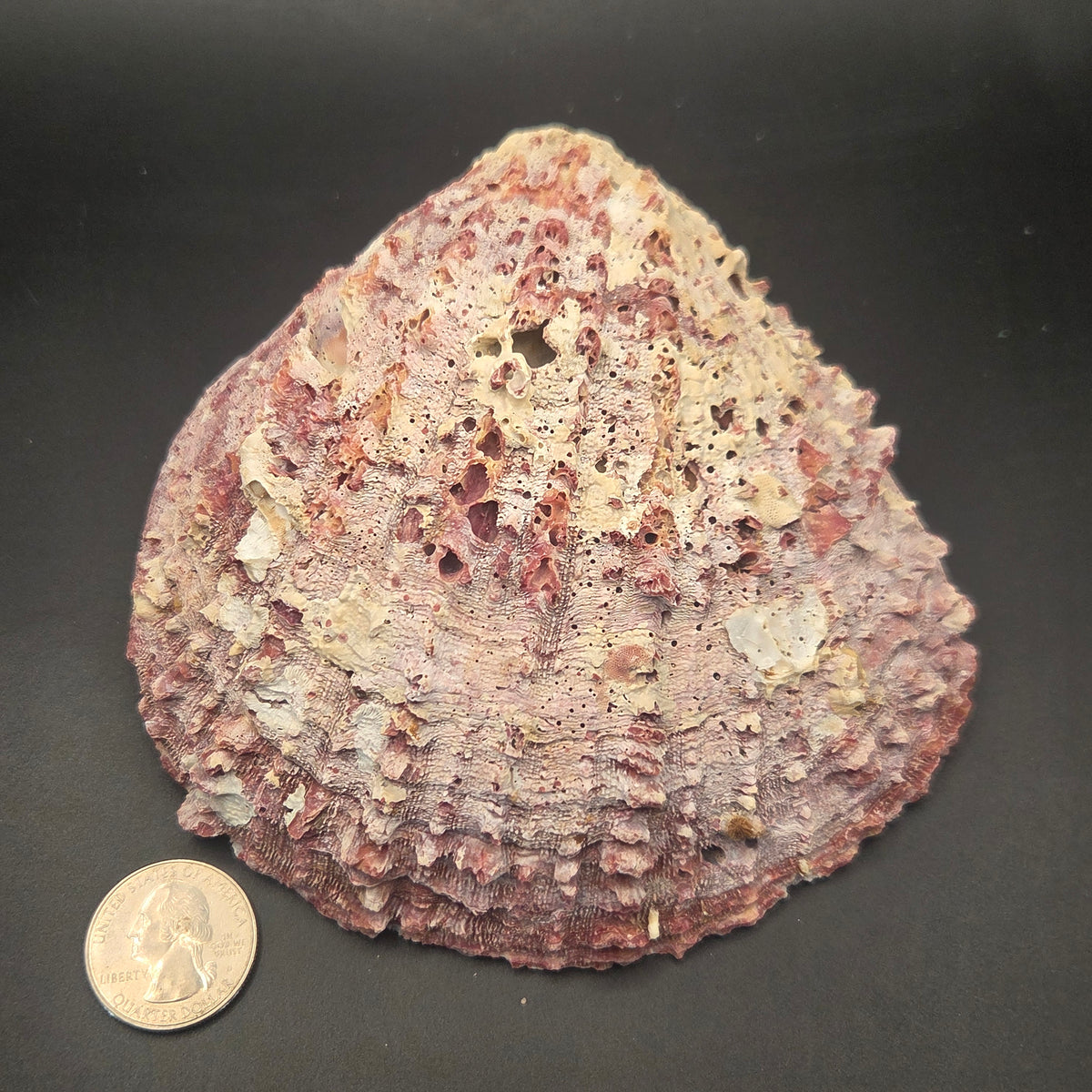 Alternate view of Purple Spiny Oyster Shell