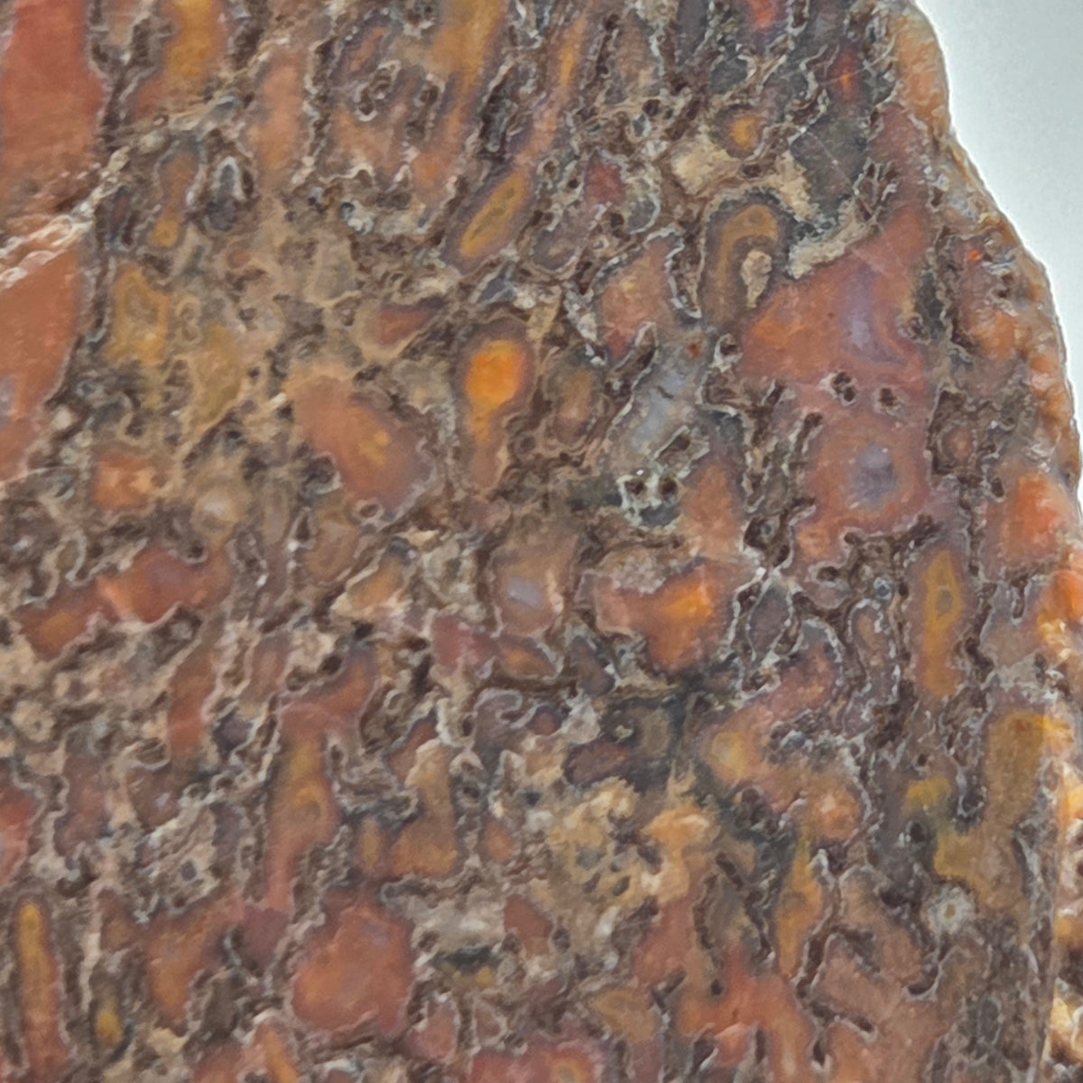 Alternate view of Polished Gem Bone Slab 116 Grams Total