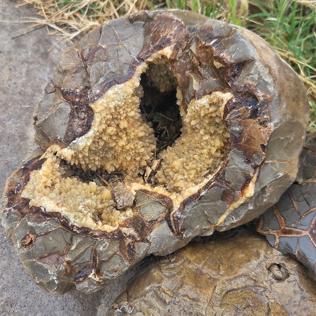 Alternate view of Septarian Nodules