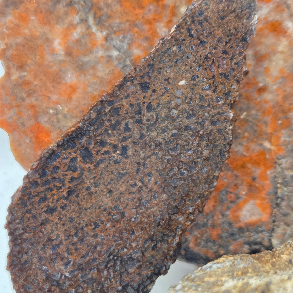 Close-up of Gem Bone Lapidary Rough