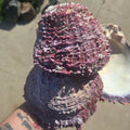 Purple Spiny Oyster Shells Sold by the Piece — natural specimen