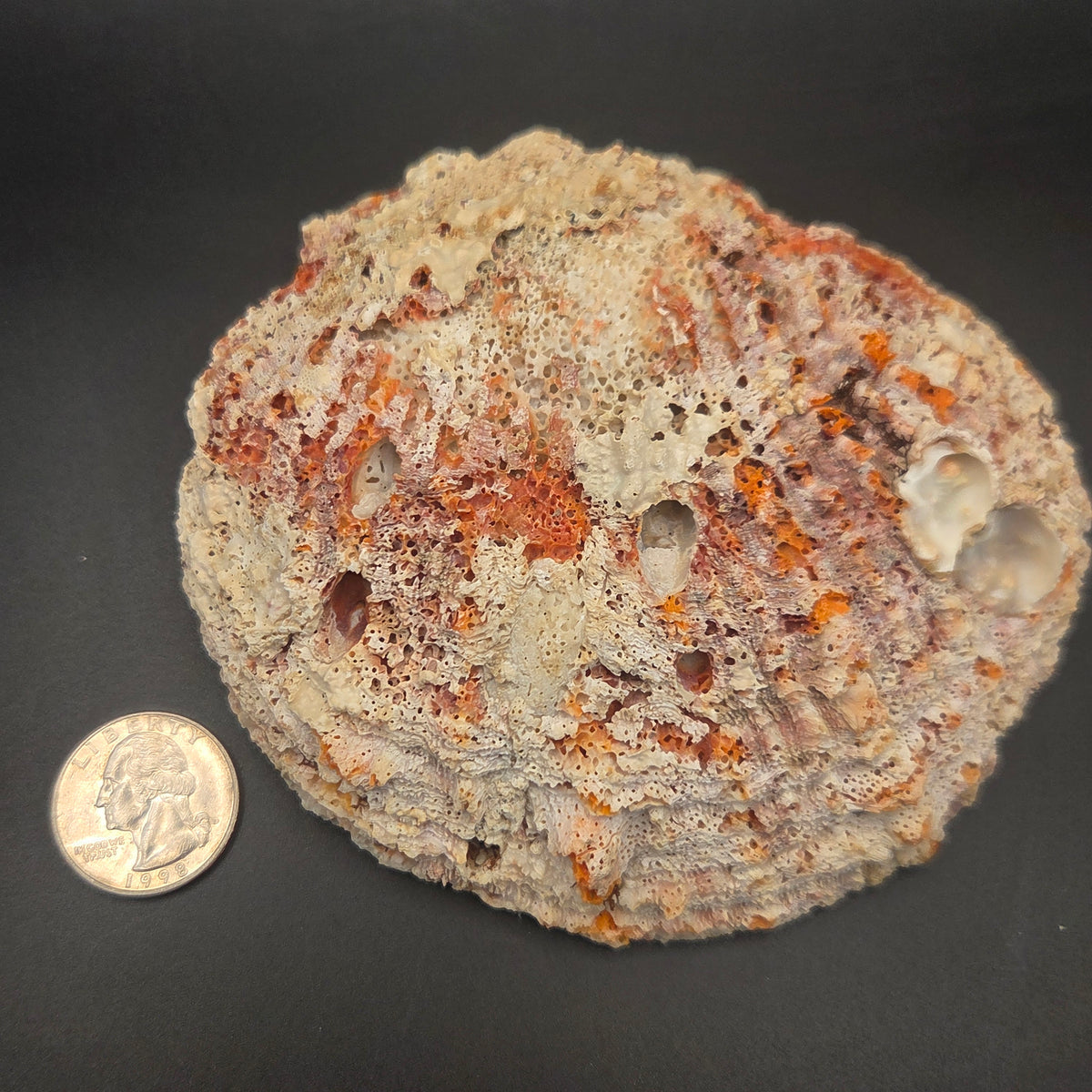 Alternate view of Orange Spiny Oyster Shell