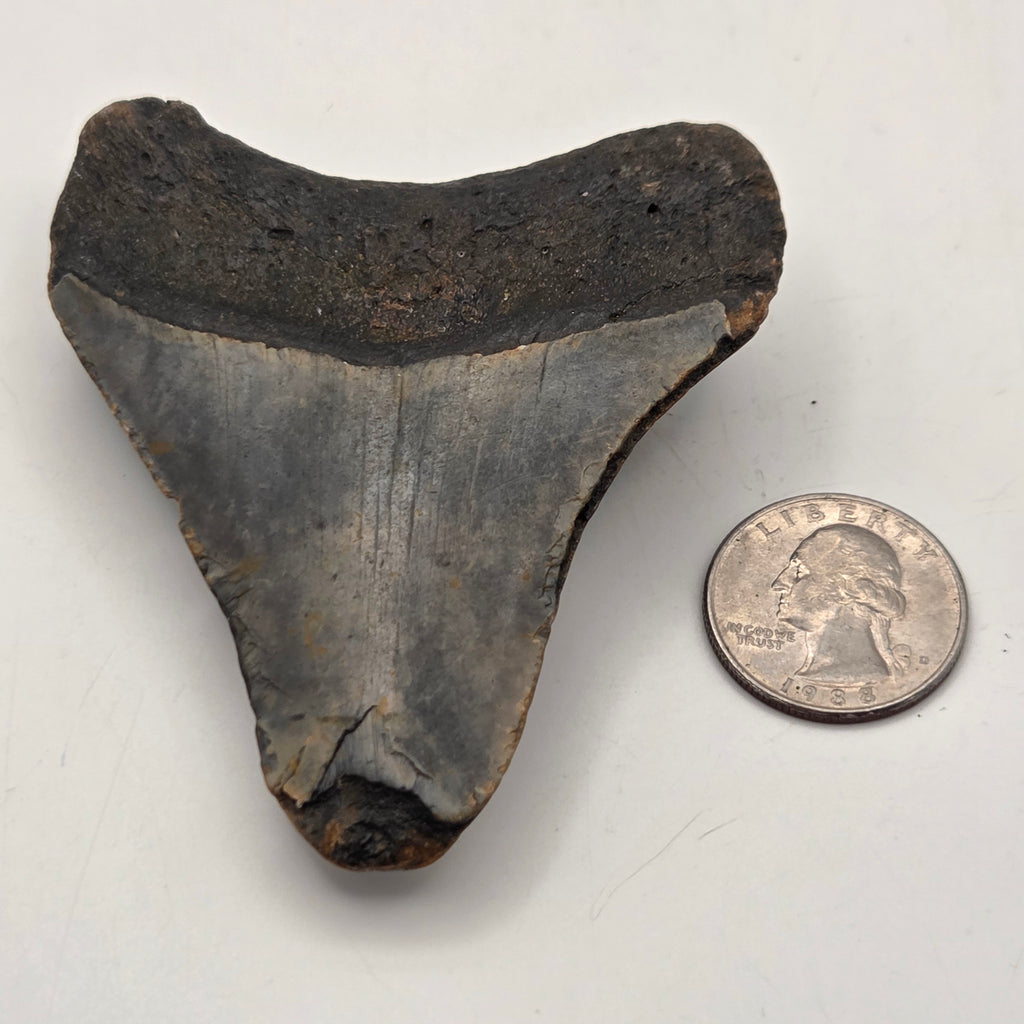 Close-up of Fossil Megalodon Teeth