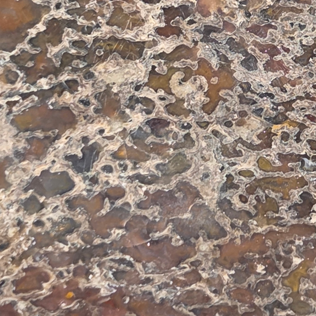 Polished Gem Bone Slab 116 Grams Total, additional view