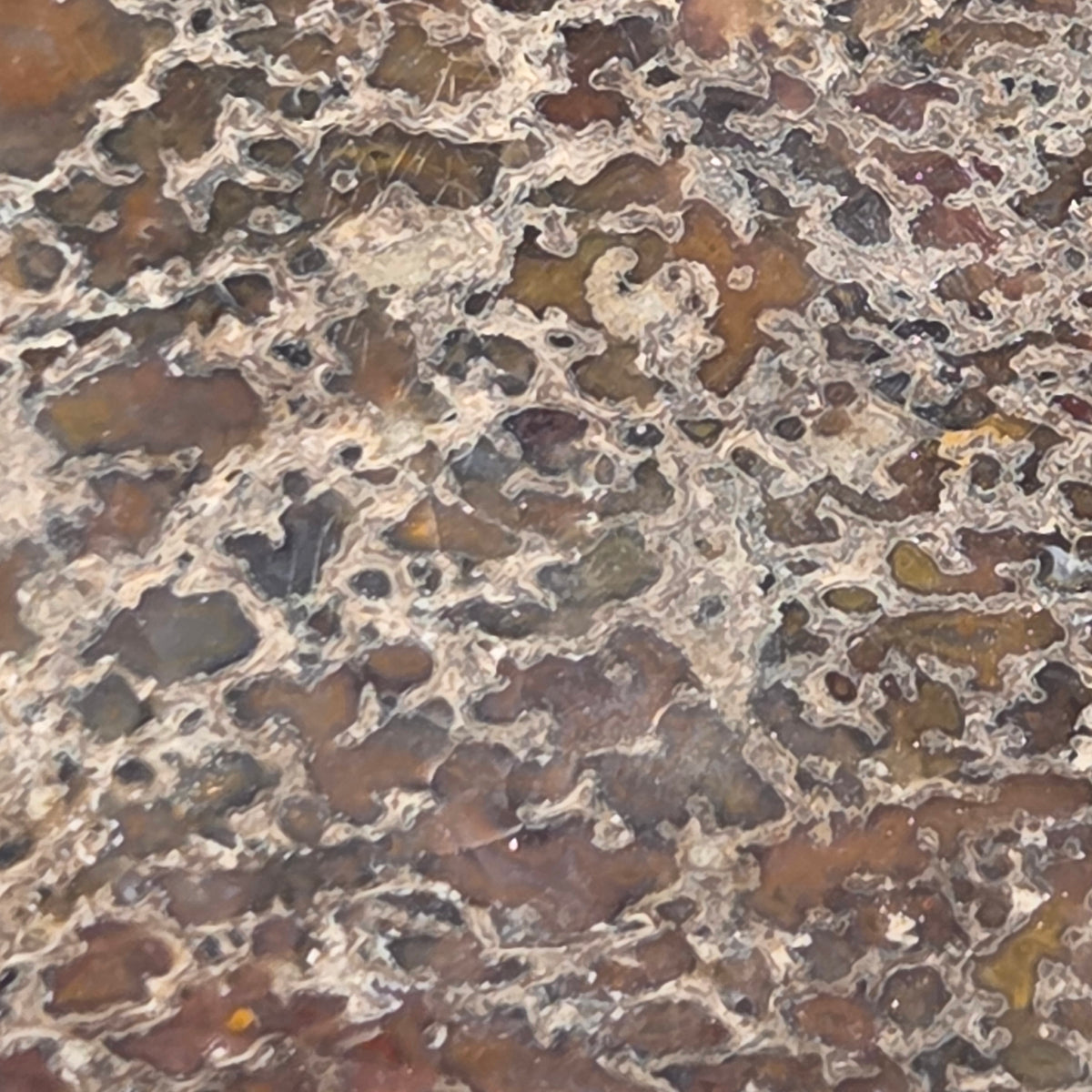 Polished Gem Bone Slab 116 Grams Total, additional view
