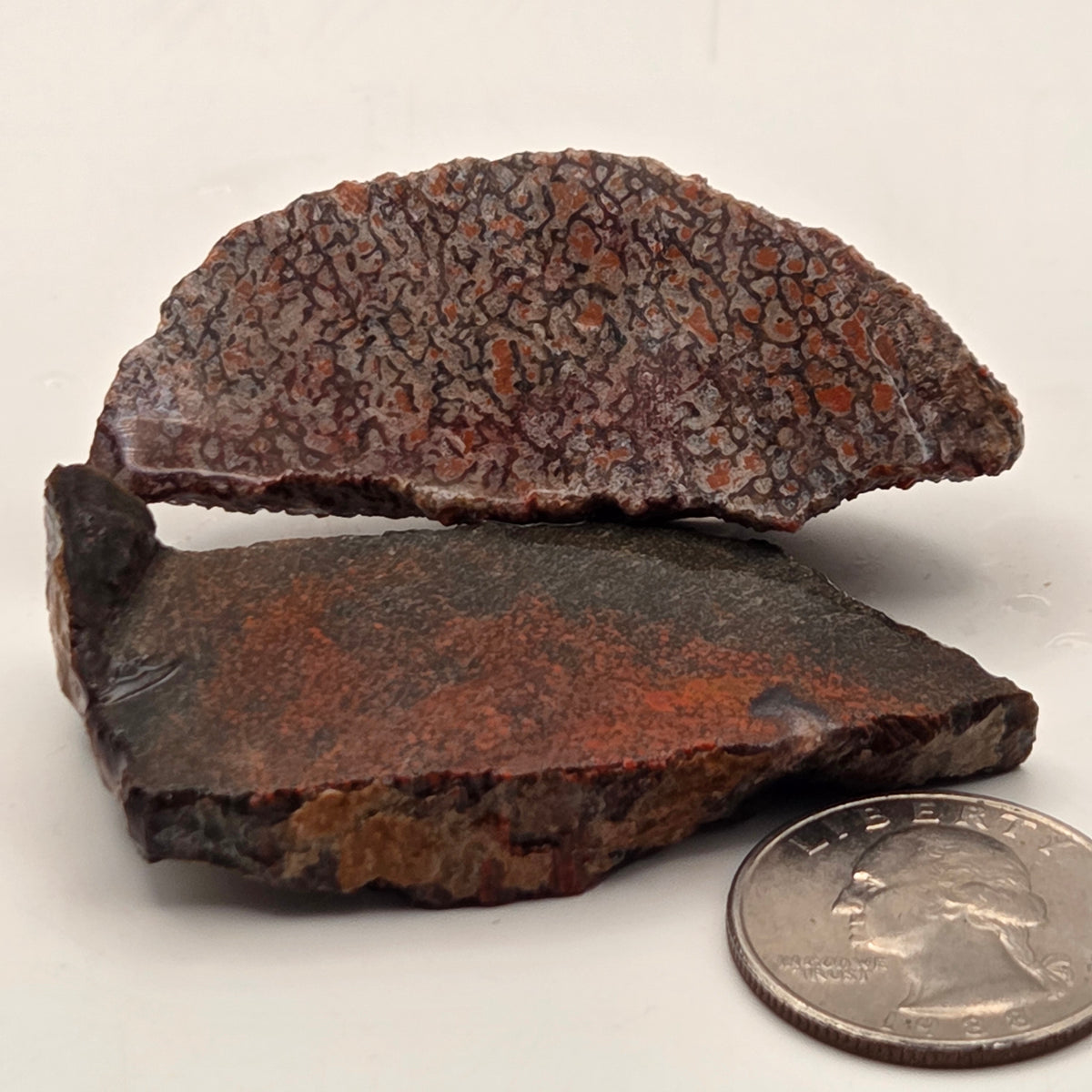 Gem Bone Slabettes 53 grams total — polished slabs