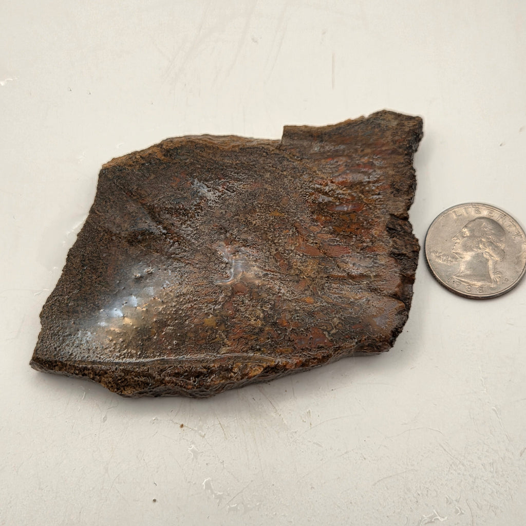 Detail of Polished Gem Bone Slab 116 Grams Total