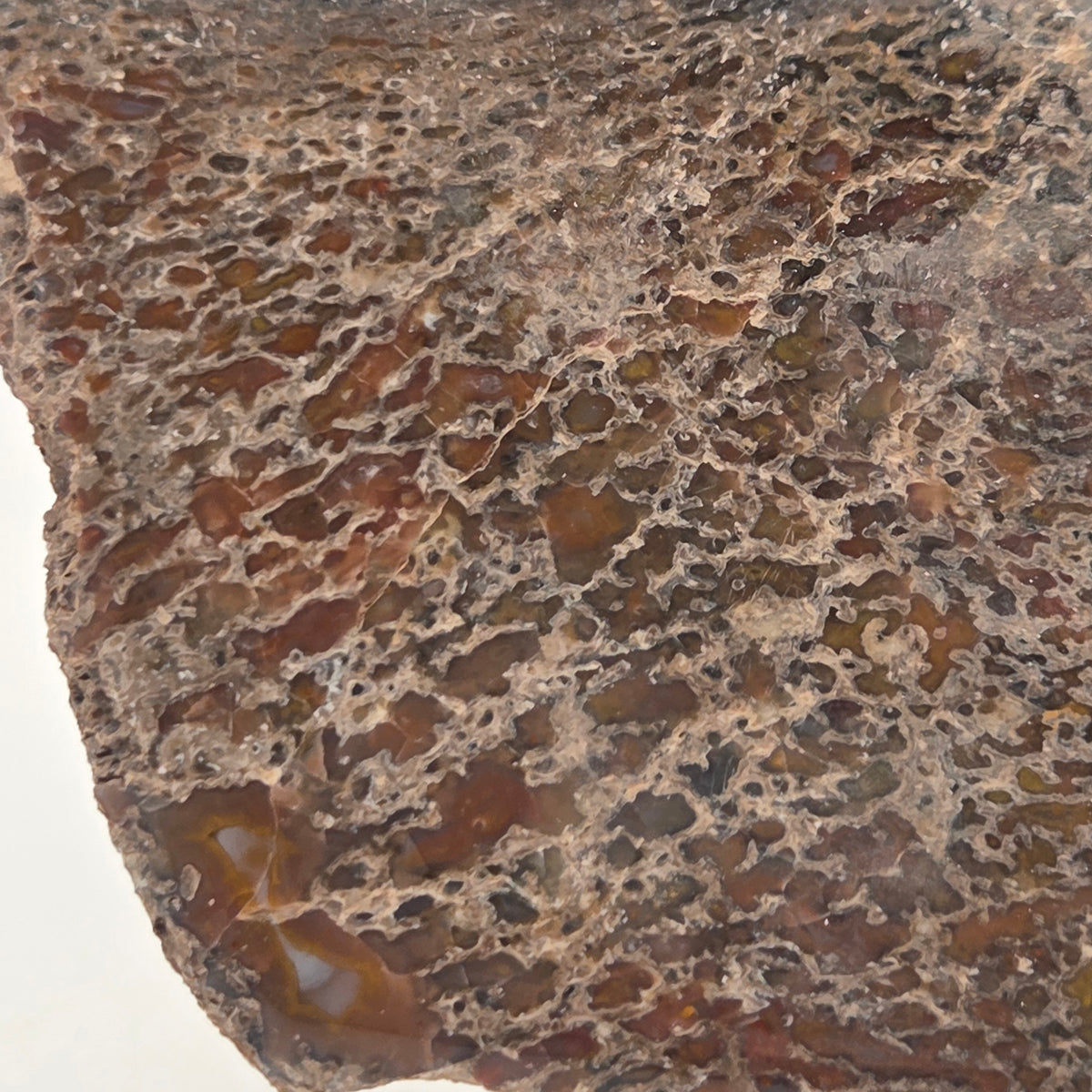 Polished Gem Bone Slab 116 Grams Total, additional view
