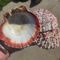Orange Spiny Oyster Shells Sold by the Piece — natural specimen