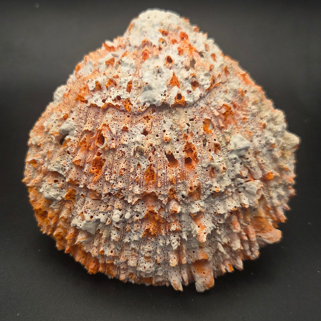 Orange Spiny Oyster Shell — natural specimen