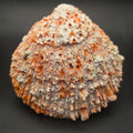Orange Spiny Oyster Shell — natural specimen