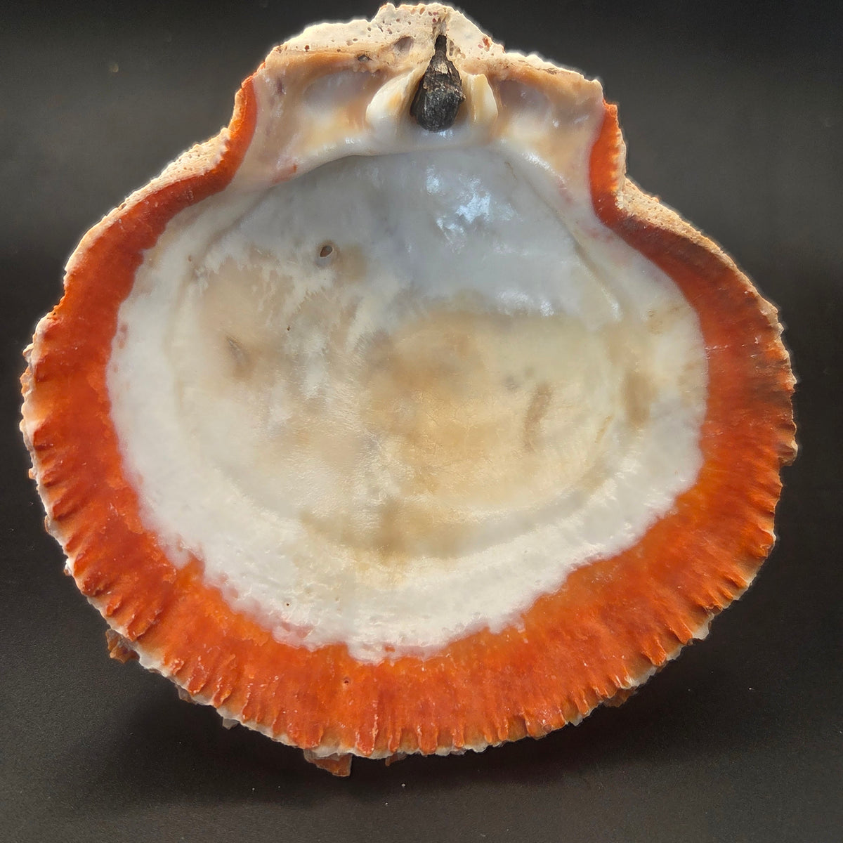 Close-up of Orange Spiny Oyster Shell