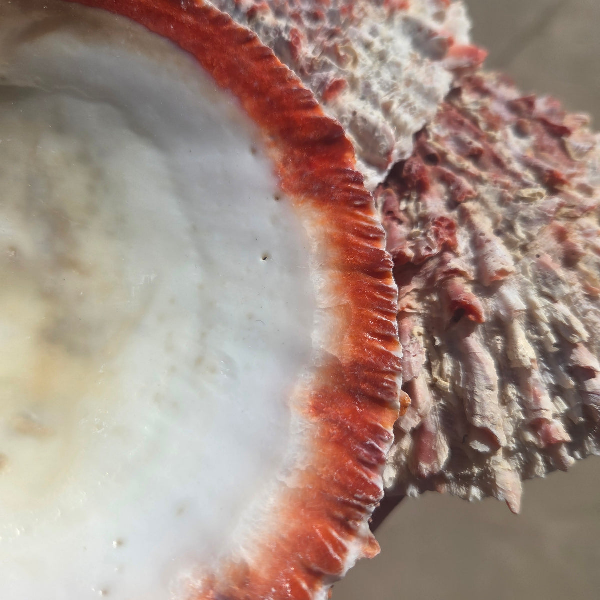 Close-up of Orange Spiny Oyster Shells Sold by the Piece