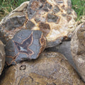 Septarian Nodules (Sold by the Pound) — natural mineral specimen