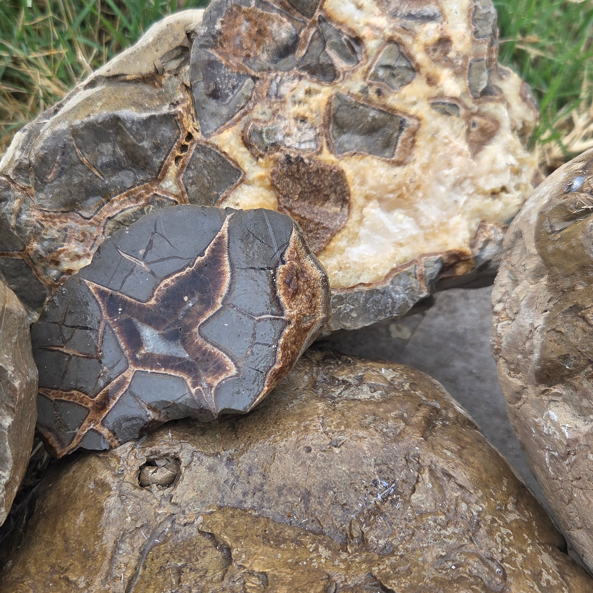 Septarian Nodules (Sold by the Pound) — natural mineral specimen