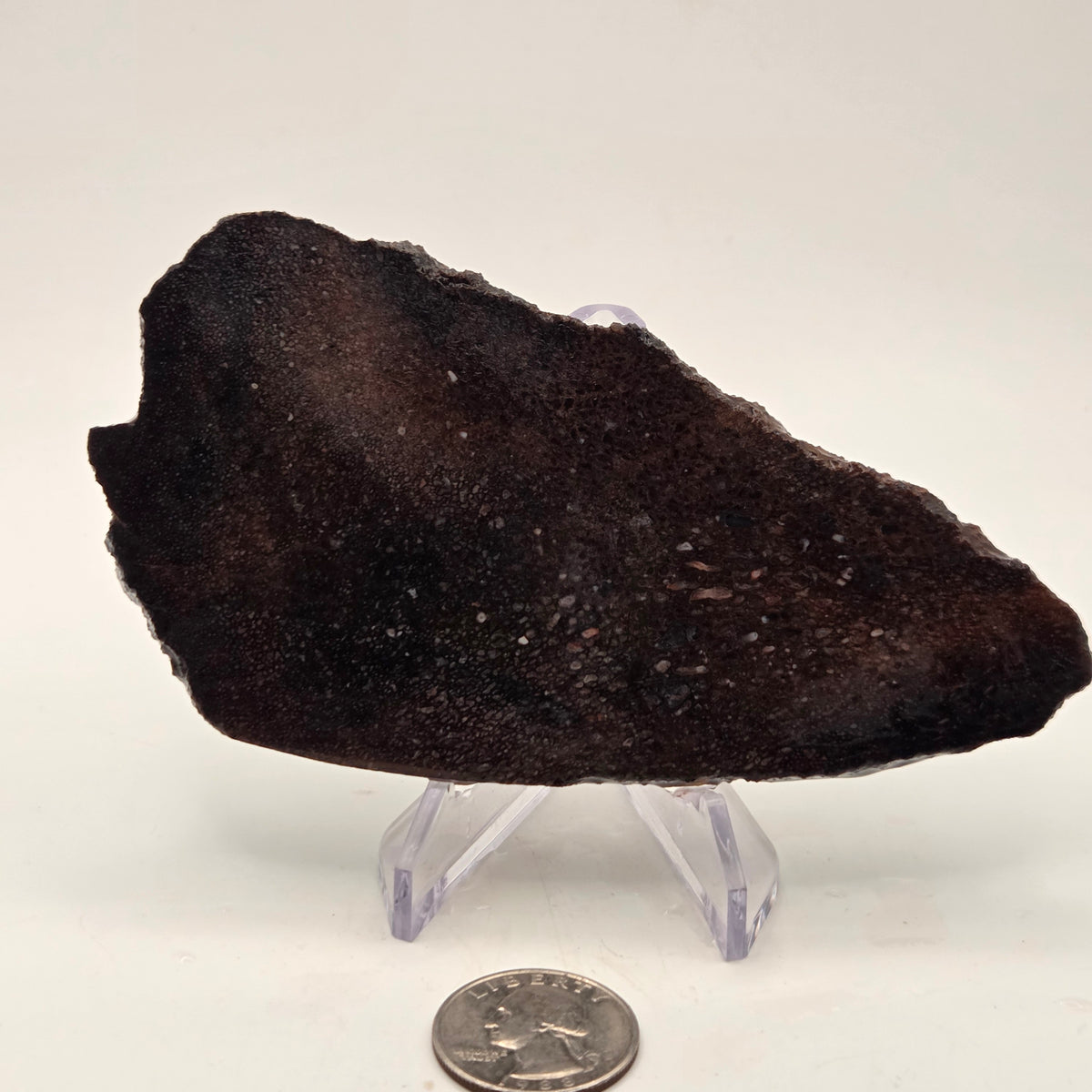Gem Bone Slab 126 grams total — polished slab