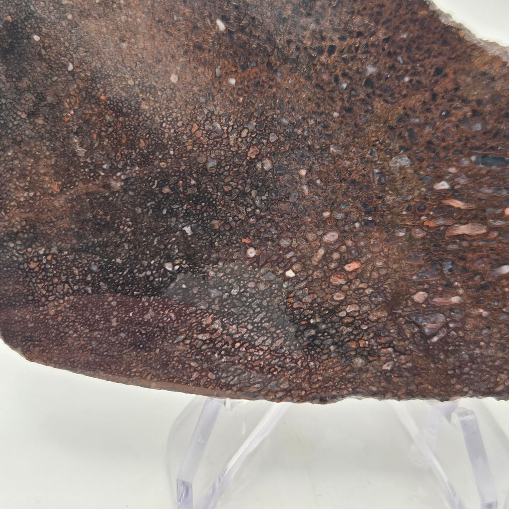 Close-up of Gem Bone Slab 126 grams total