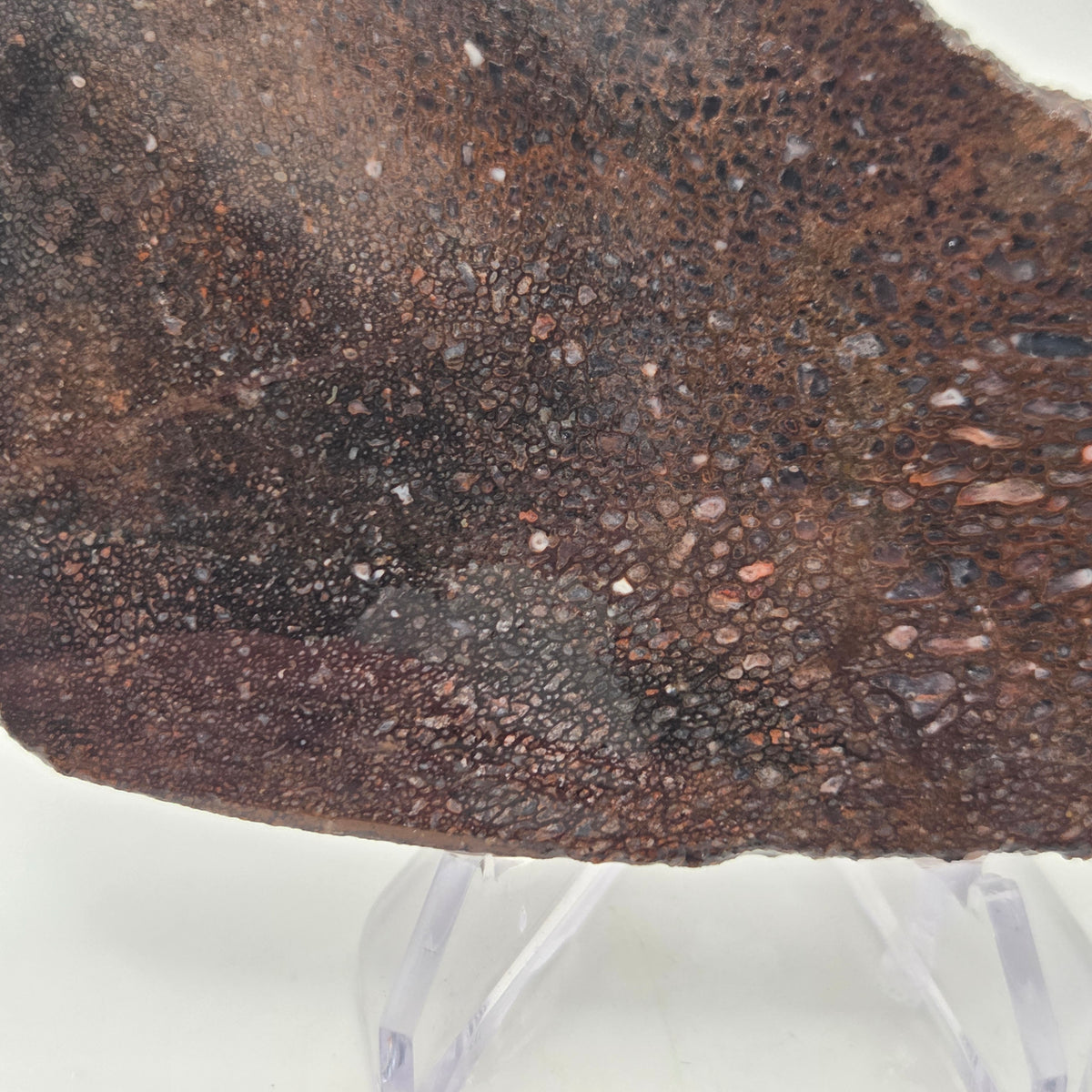 Close-up of Gem Bone Slab 126 grams total