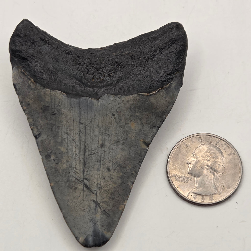 Close-up of Fossil Megalodon Teeth
