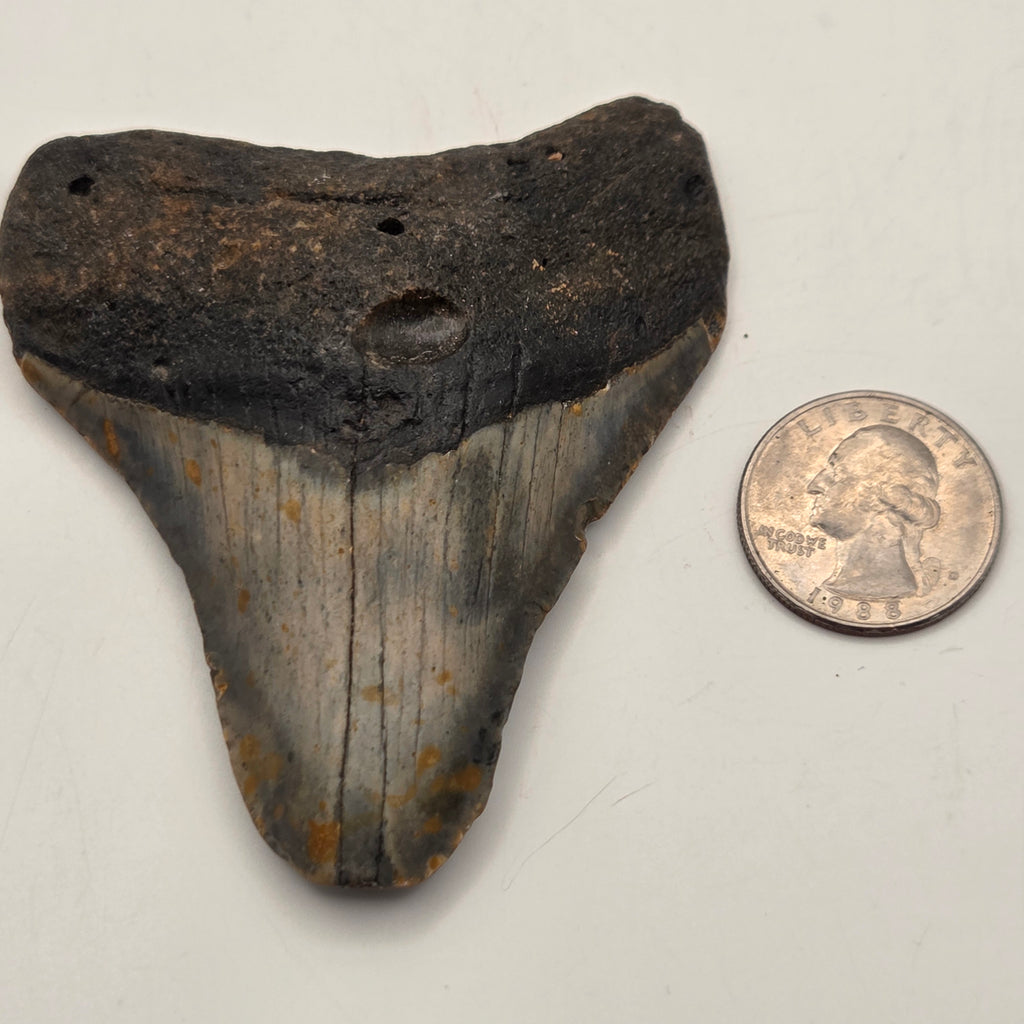 Fossil Megalodon Teeth, Prehistoric Ocean Giants — natural fossil specimen