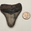 Fossil Megalodon Teeth, Prehistoric Ocean Giants — natural fossil specimen