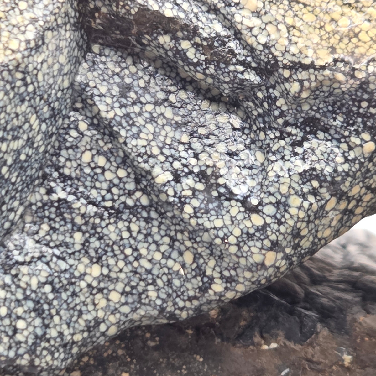 Detail of Old Stock New Lander Variscite