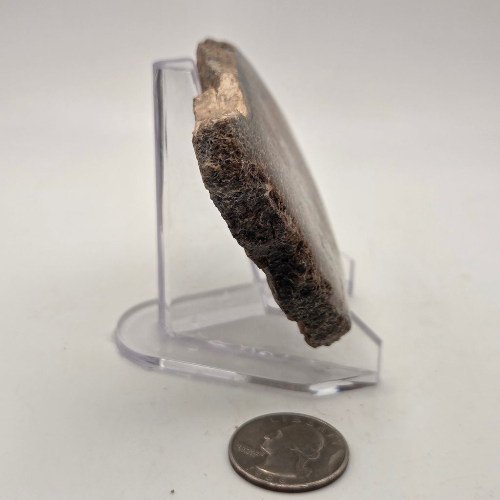Polished Gem Bone Slab 116 Grams Total, additional view