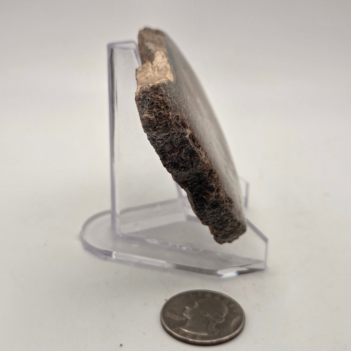 Polished Gem Bone Slab 116 Grams Total, additional view