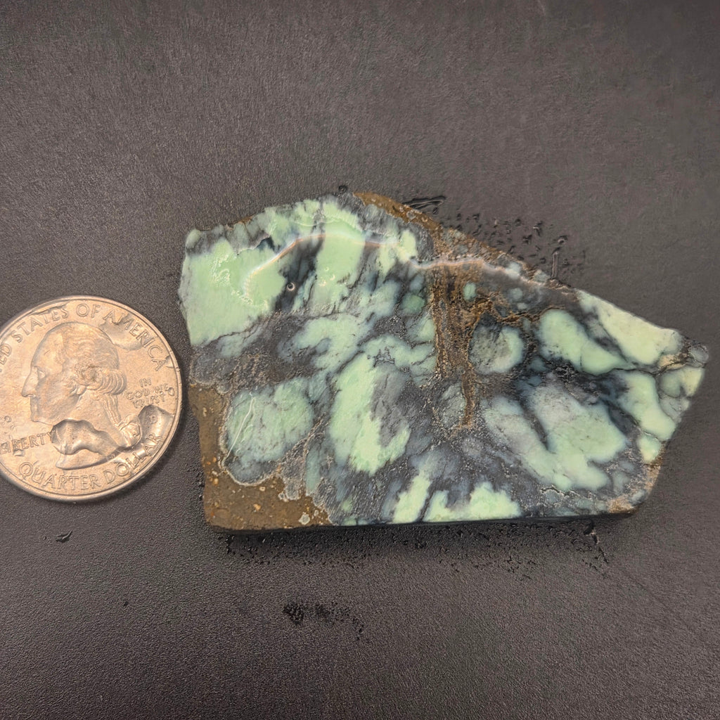 Close-up of Angel Wing Variscite