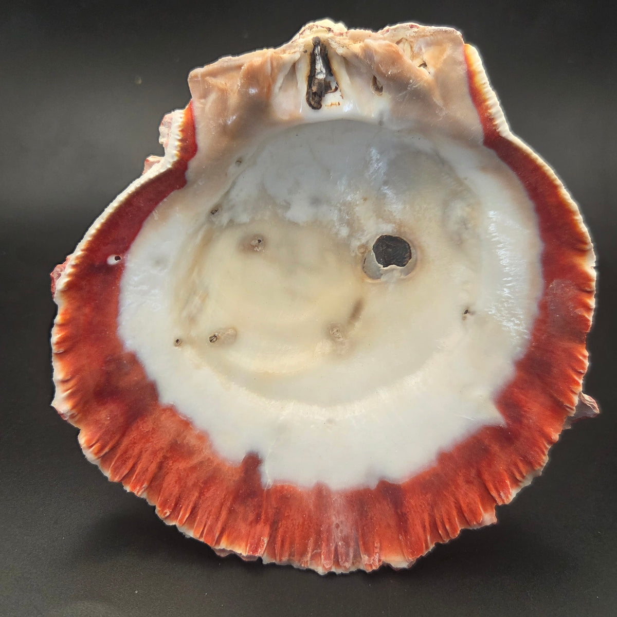 Close-up of Red Spiny Oyster Shell