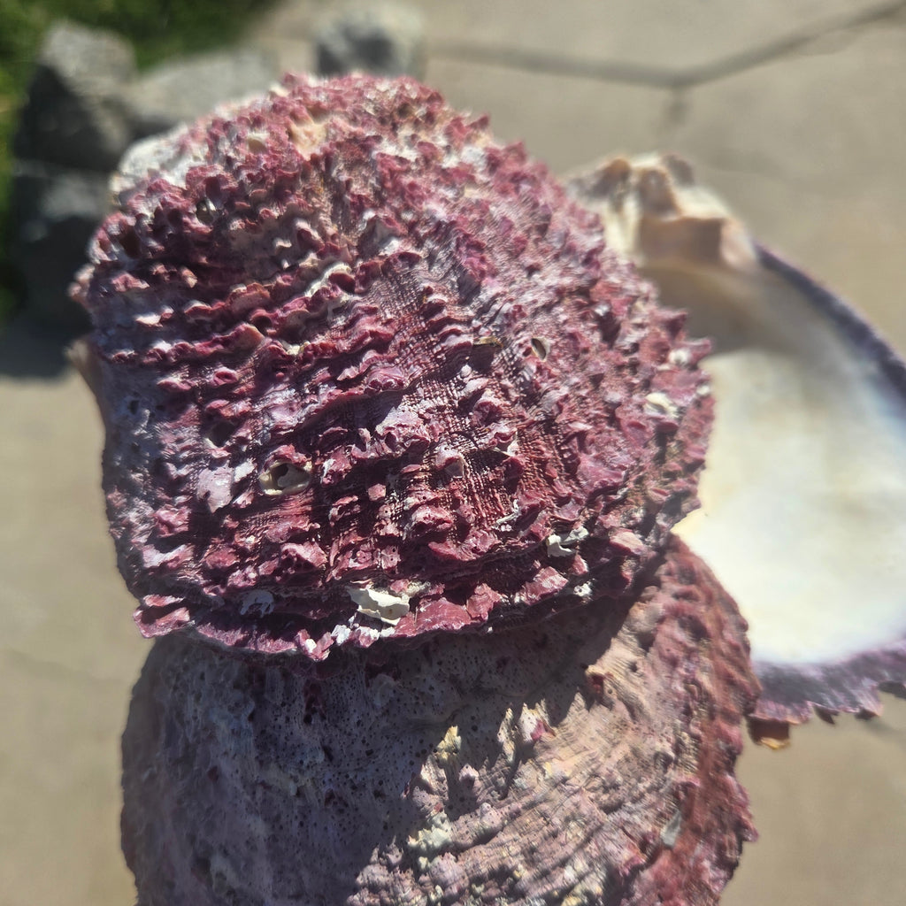 Close-up of Purple Spiny Oyster Shells Sold by the Piece