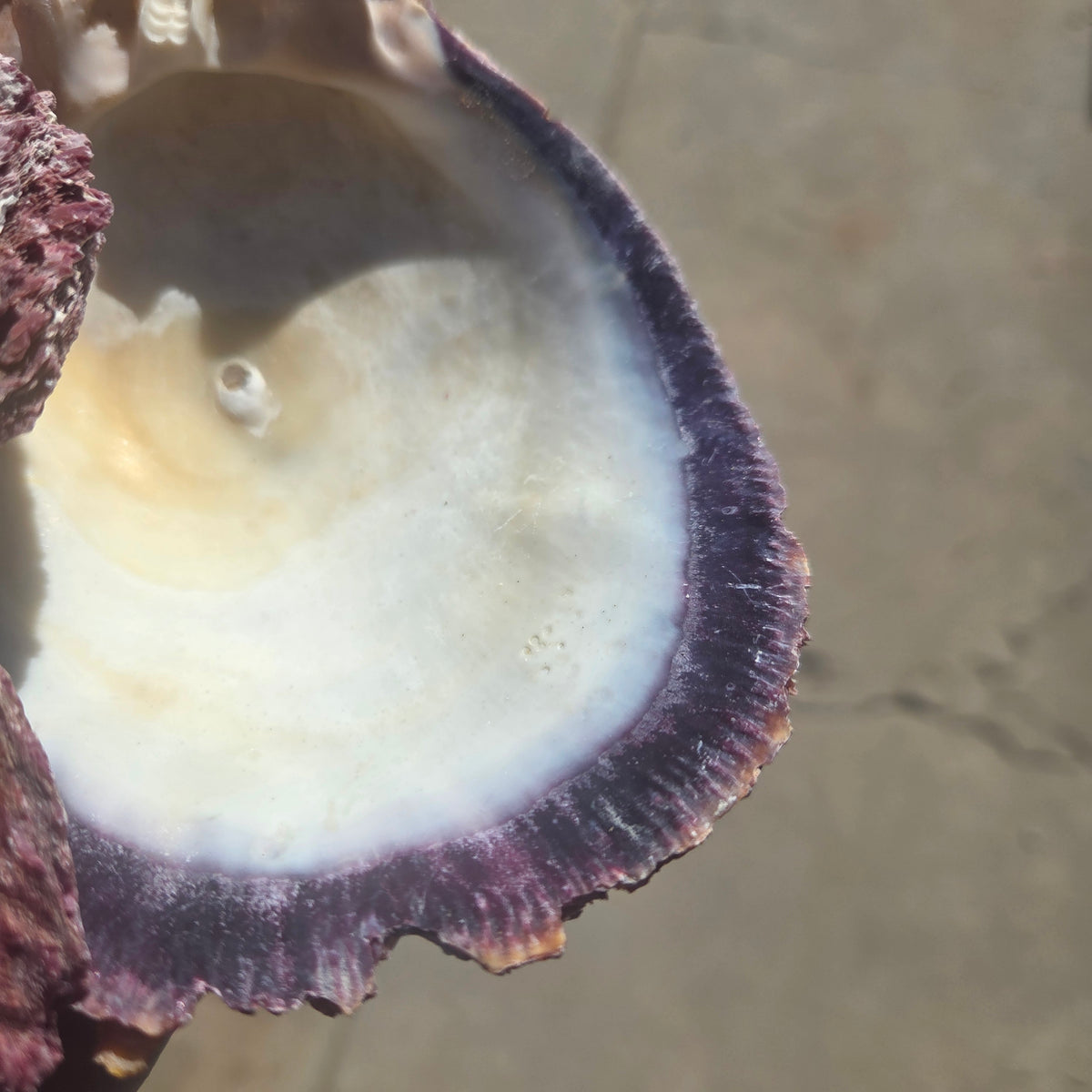 Alternate view of Purple Spiny Oyster Shells Sold by the Piece