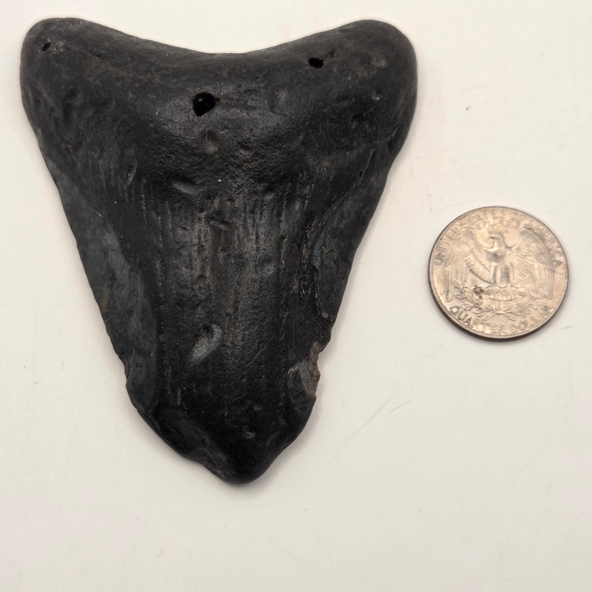 Close-up of Fossil Megalodon Teeth