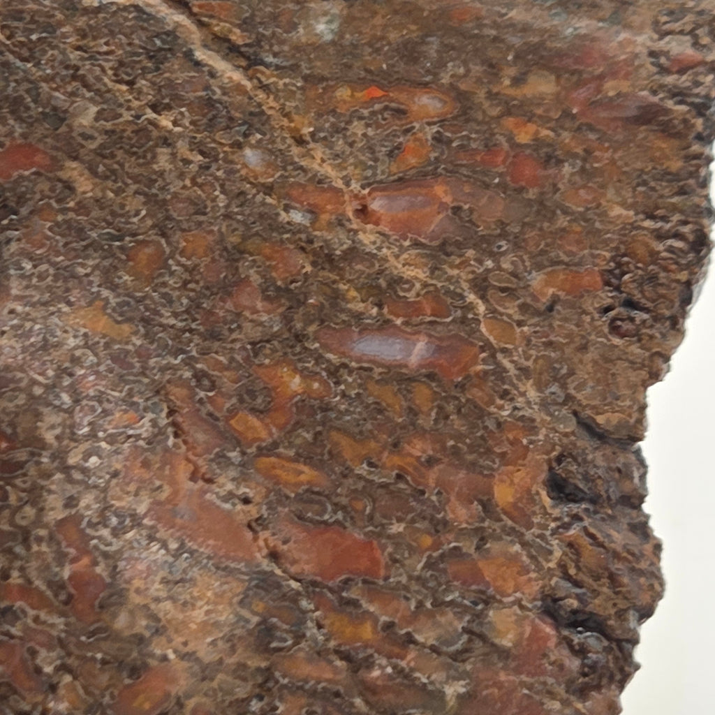 Close-up of Polished Gem Bone Slab 116 Grams Total