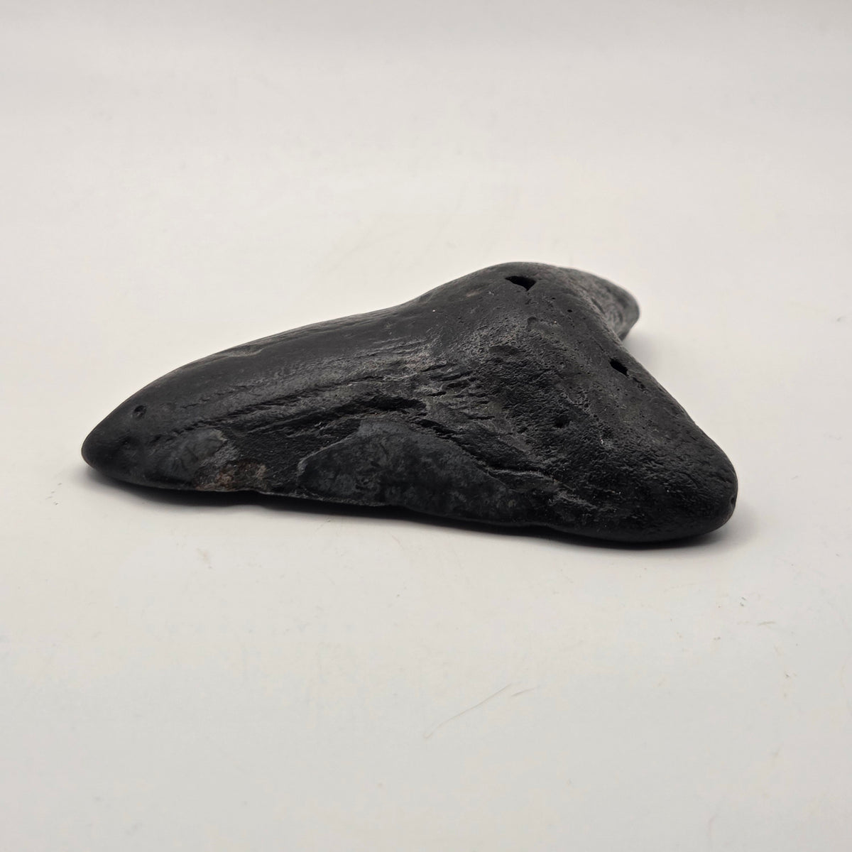 Alternate view of Fossil Megalodon Teeth