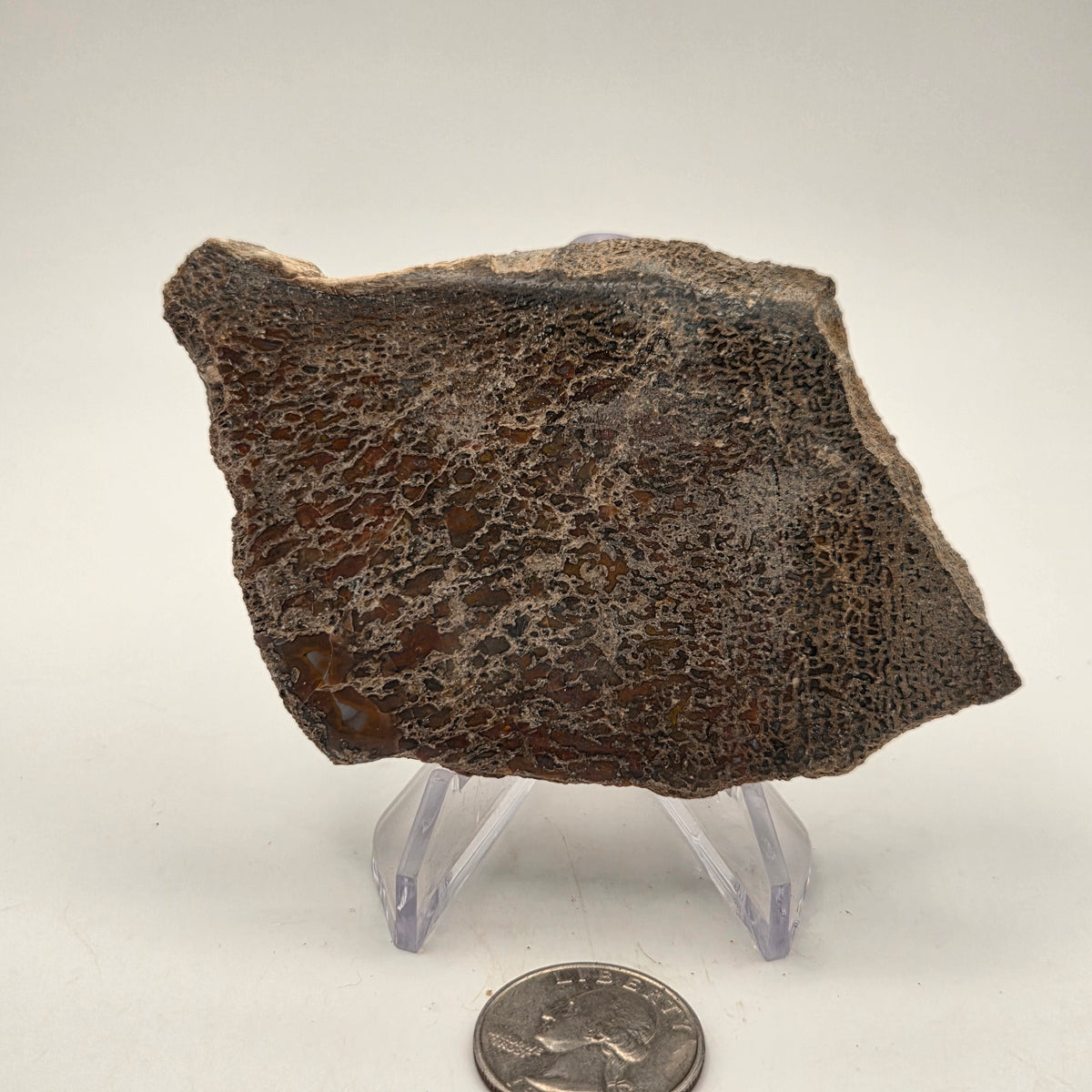 Polished Gem Bone Slab 116 Grams Total — polished slab