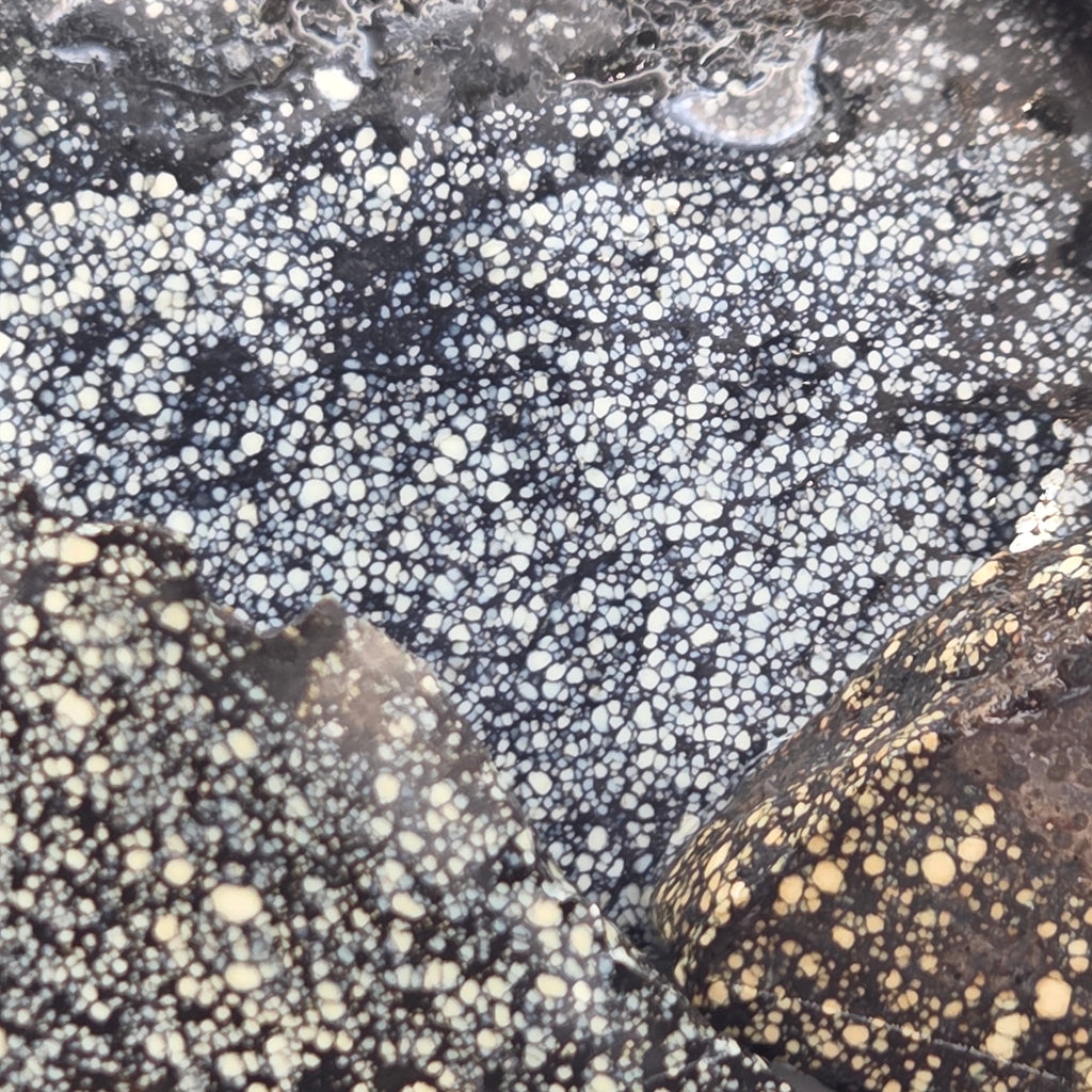 Alternate view of Old Stock New Lander Variscite