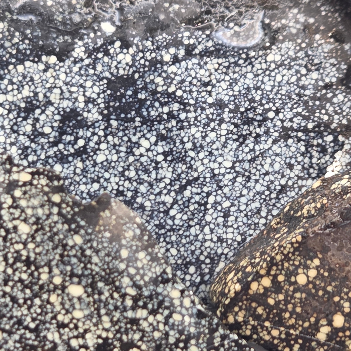 Alternate view of Old Stock New Lander Variscite