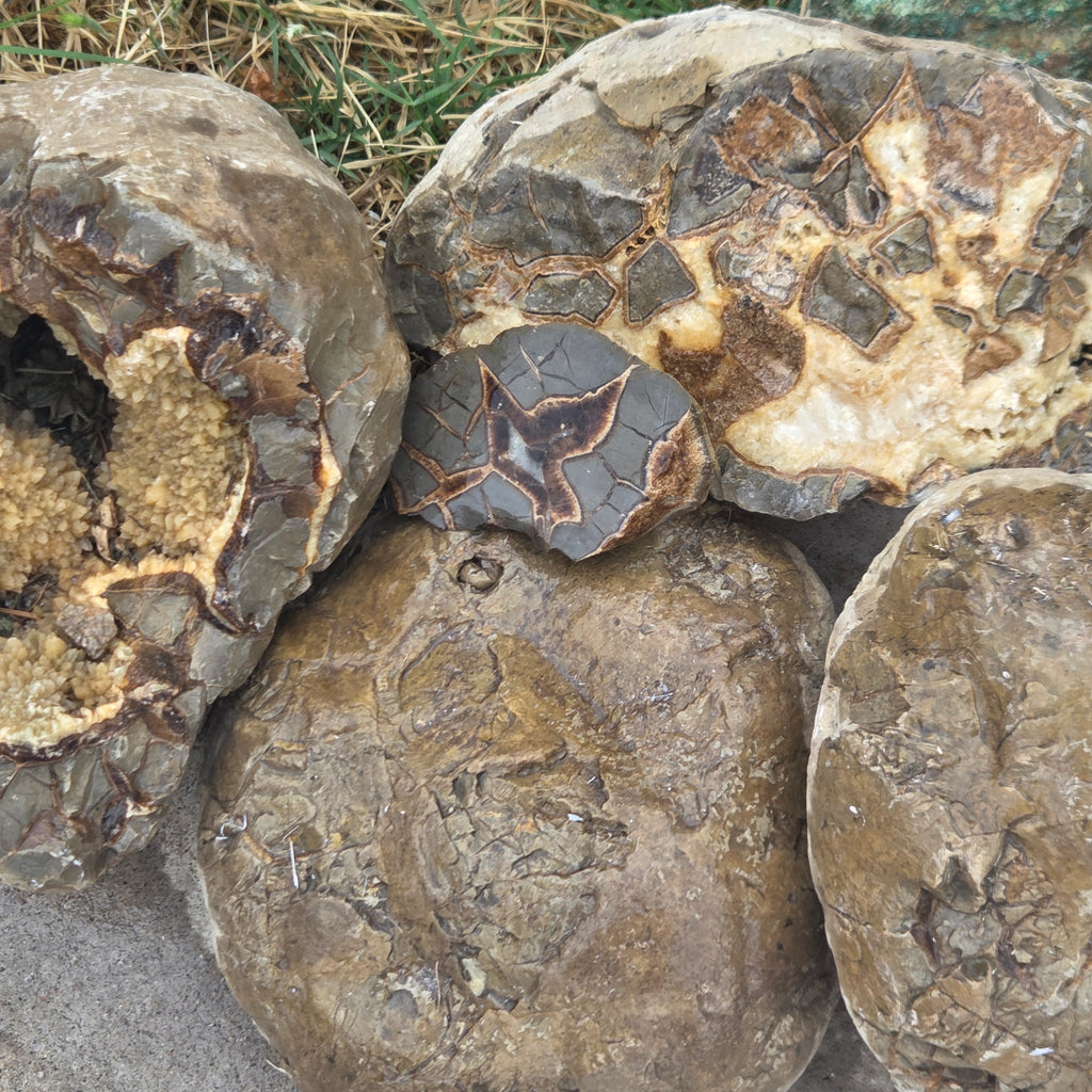Close-up of Septarian Nodules