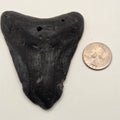 Fossil Megalodon Teeth, Prehistoric Ocean Giants — natural fossil specimen