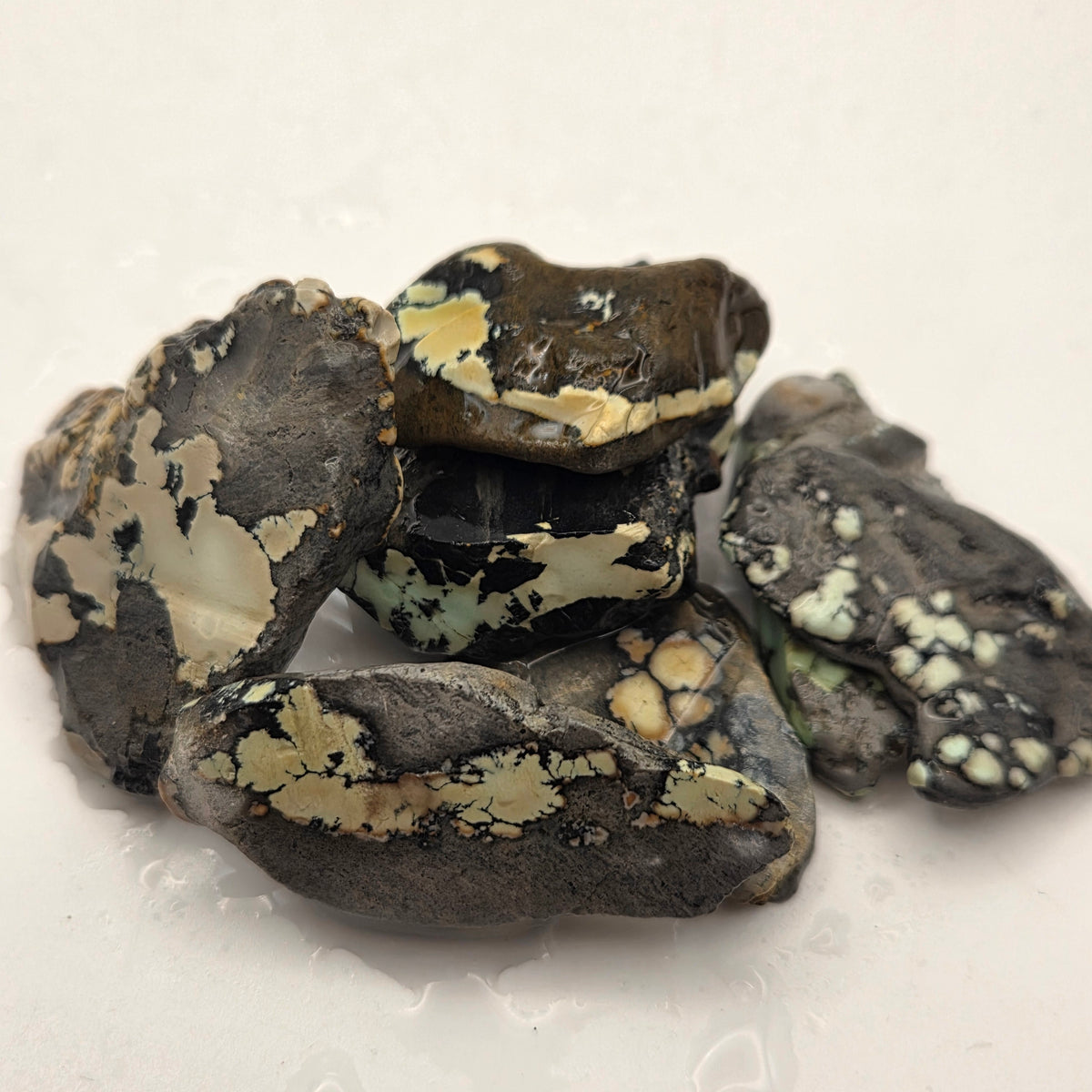 Nautilus Variscite Lapidary Rough (Sold by the Gram) — lapidary rough